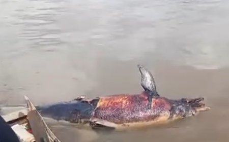Sempat Viral di Sungai Mahakam, Mamalia Laut Sepanjang 2 Meter Ini Akhirnya Dievakuasi dalam Kondisi Tewas