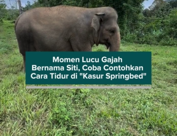 Momen Lucu Gajah Bernama Siti Coba Contohkan Cara Tidur di "Kasur Springbed"