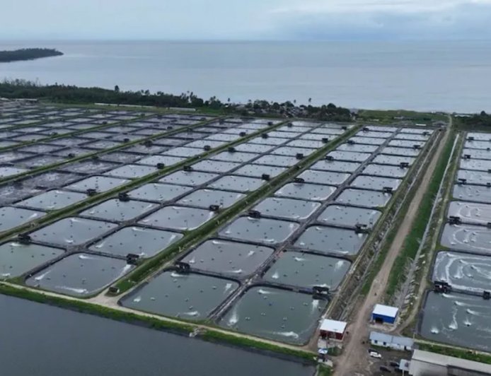 Tembus Rp173 Miliar, Udang Windu Kaltim Terbang Langsung ke China dan Malaysia