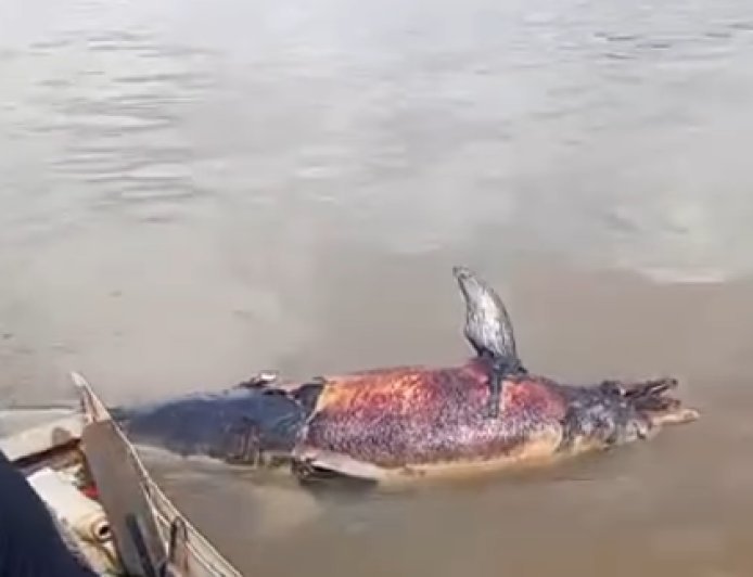 Sempat Viral di Sungai Mahakam, Mamalia Laut Sepanjang 2 Meter Ini Akhirnya Dievakuasi dalam Kondisi Tewas