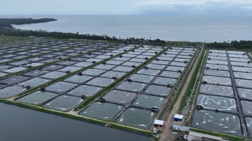 Tembus Rp173 Miliar, Udang Windu Kaltim Terbang Langsung ke China dan Malaysia