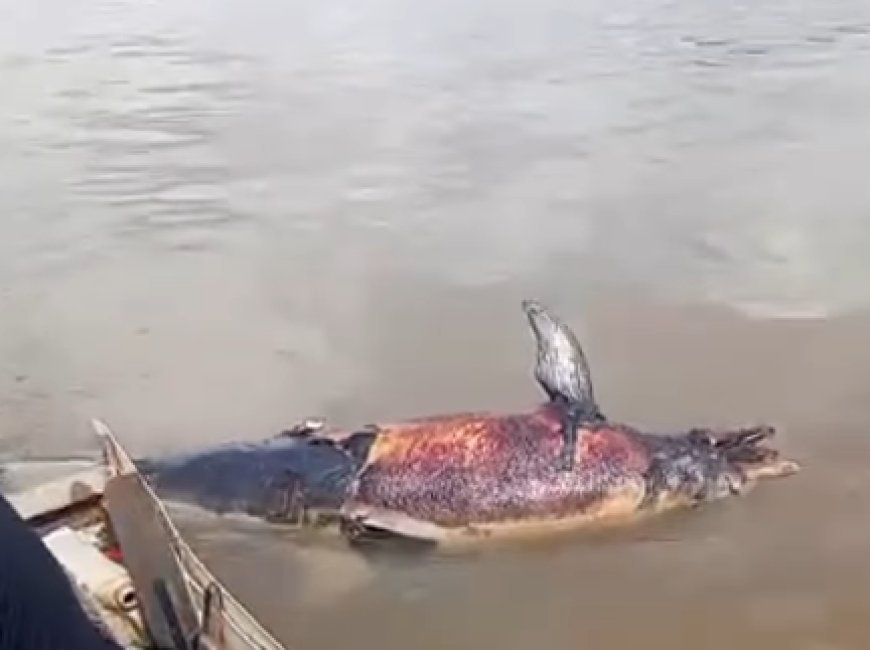 Sempat Viral di Sungai Mahakam, Mamalia Laut Sepanjang 2 Meter Ini Akhirnya Dievakuasi dalam Kondisi Tewas