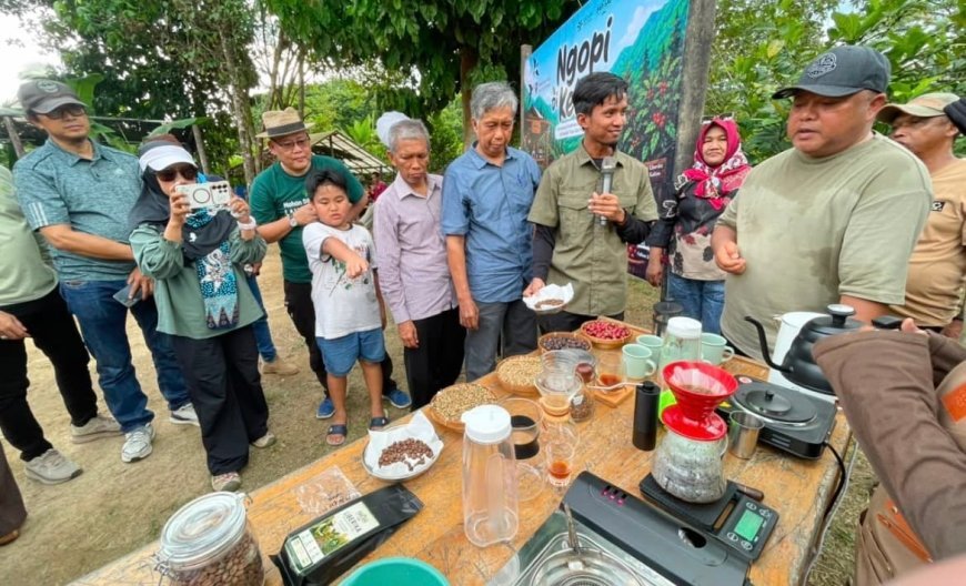 Pemkab Berau Dorong Pengembangan Kopi Liberika Jadi Komoditas Unggulan