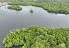 Rehabilitasi Mangrove Kaltim Tembus 6.120 Hektare, Isu Status Lahan Masih Bayangi Petambak