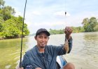 Jangan Biarkan Udang Galah Sungai Kelay Hanya Jadi Cerita Masa Lalu