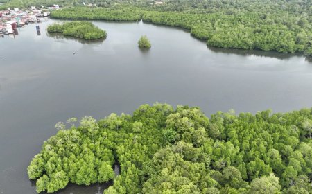 Rehabilitasi Mangrove Kaltim Tembus 6.120 Hektare, Isu Status Lahan Masih Bayangi Petambak