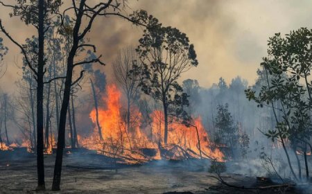 BPBD Berau Catat 169 Kejadian Karhutla, Luas Lahan Terbakar Tembus 386,6 Hektare