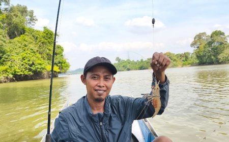 Jangan Biarkan Udang Galah Sungai Kelay Hanya Jadi Cerita Masa Lalu