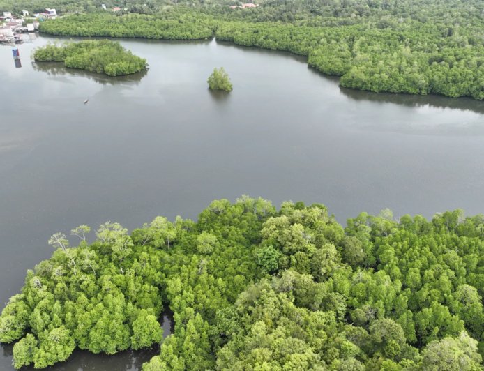 Rehabilitasi Mangrove Kaltim Tembus 6.120 Hektare, Isu Status Lahan Masih Bayangi Petambak