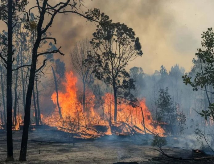 BPBD Berau Catat 169 Kejadian Karhutla, Luas Lahan Terbakar Tembus 386,6 Hektare
