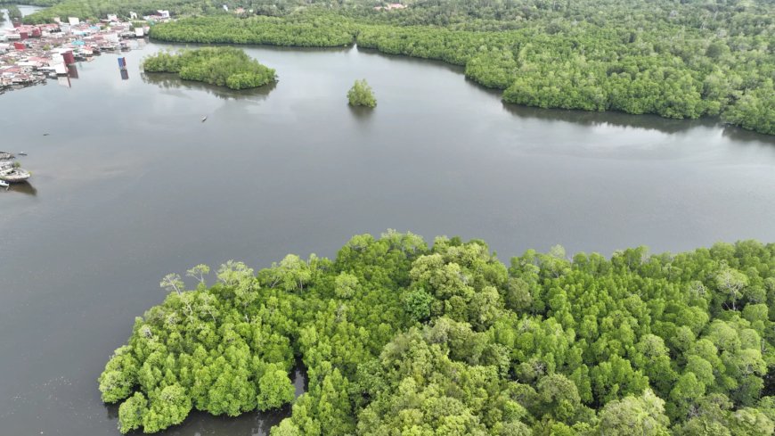 Rehabilitasi Mangrove Kaltim Tembus 6.120 Hektare, Isu Status Lahan Masih Bayangi Petambak