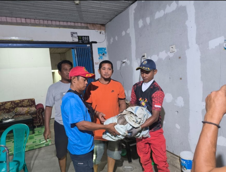 Warga Tanjung Redeb Temukan Satwa Trenggiling di Teras Rumahnya