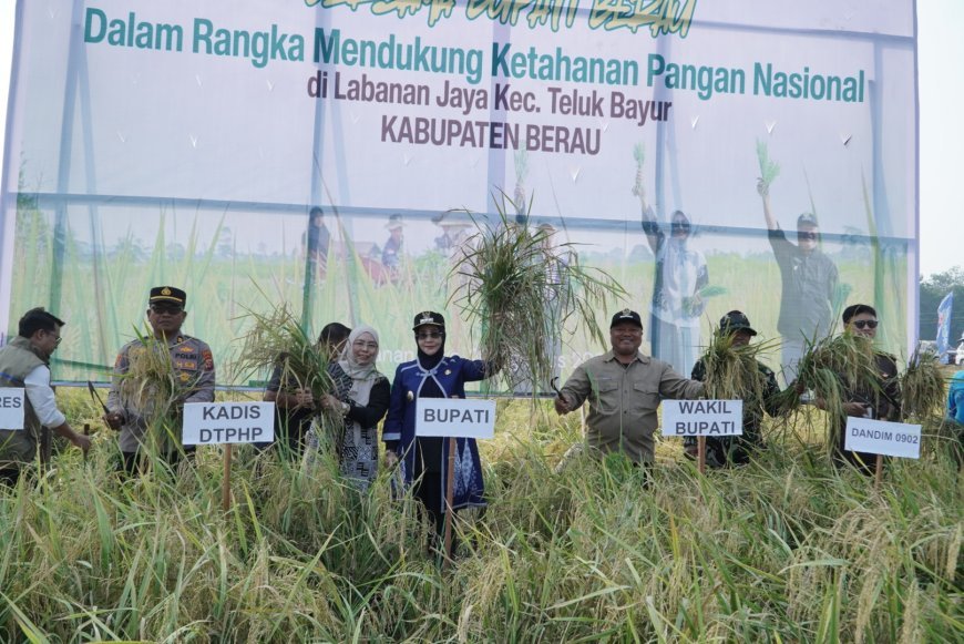 Di Tengah Kemarau Panjang, Petani Labanan Jaya Tetap Gelar Syukuran Panen Padi