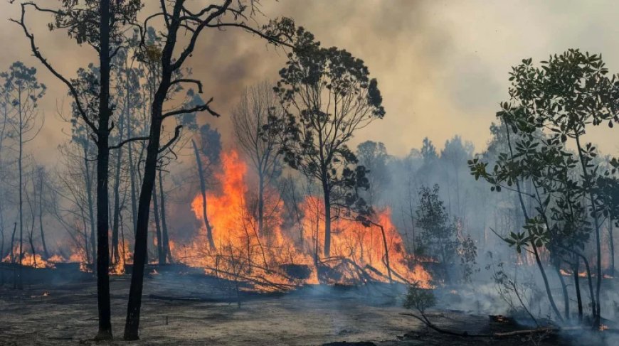 BPBD Berau Catat 169 Kejadian Karhutla, Luas Lahan Terbakar Tembus 386,6 Hektare
