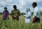 Cuaca Panas Penyebab Kekeringan, DTPHP Berau Klaim Produksi Beras Menurun