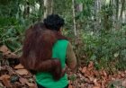 BKSDA Kaltim Evakuasi 11 Orang Utan dari Ancaman Karhutla di Samboja