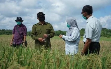 Cuaca Panas Penyebab Kekeringan, DTPHP Berau Klaim Produksi Beras Menurun