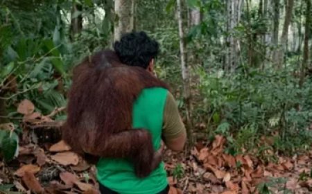 BKSDA Kaltim Evakuasi 11 Orang Utan dari Ancaman Karhutla di Samboja