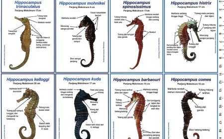 Tak Banyak yang Tahu, Indonesia Punya 8 Kuda Laut Bernilai Ekonomi Tinggi: Ini Ciri Fisiknya
