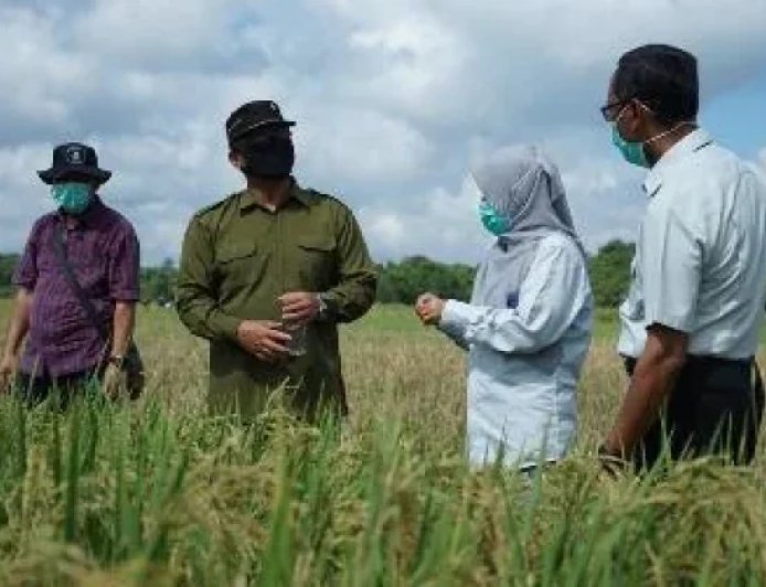 Cuaca Panas Penyebab Kekeringan, DTPHP Berau Klaim Produksi Beras Menurun