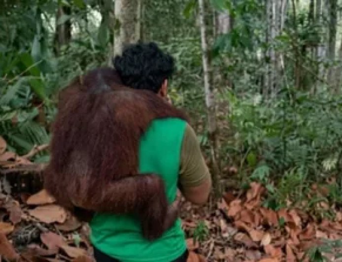 BKSDA Kaltim Evakuasi 11 Orang Utan dari Ancaman Karhutla di Samboja