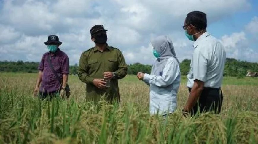 Cuaca Panas Penyebab Kekeringan, DTPHP Berau Klaim Produksi Beras Menurun