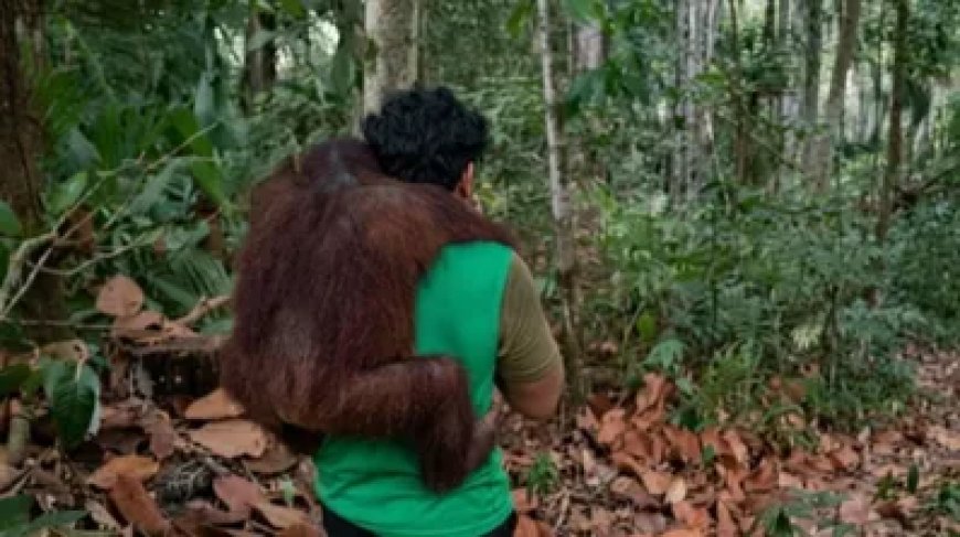 BKSDA Kaltim Evakuasi 11 Orang Utan dari Ancaman Karhutla di Samboja