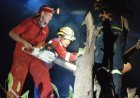 Satu Rumah Warga di Tanjung Redeb Tertimpa Pohon Akibat Angin Kencang