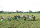 Atasi Kelangkaan Benih, DTPHP Berau Siapkan Padi IR 64 untuk Musim Tanam III