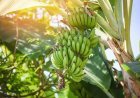 Serangan Layu Bakteri dan Fusarium Ancam Komoditas Pisang Kaltim, Produksi Anjlok Hingga 60 Persen