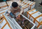 Ekspor Kepiting Kaltim Capai 85,86 Ton,  Sumbang Devisa Daerah RP 13,44 Miliar