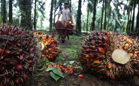 Tren Positif Berlanjut, Harga TBS Sawit di Kalimantan Timur Kian Perkasa