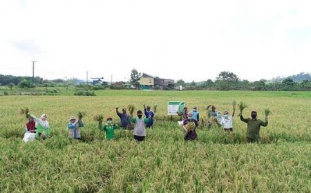Atasi Kelangkaan Benih, DTPHP Berau Siapkan Padi IR 64 untuk Musim Tanam III