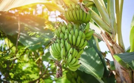 Serangan Layu Bakteri dan Fusarium Ancam Komoditas Pisang Kaltim, Produksi Anjlok Hingga 60 Persen