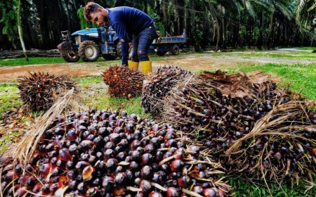 Harga CPO dan Karnel Melesu, Tarif TBS Sawit Kaltim di Oktober Ikut Terkoreksi