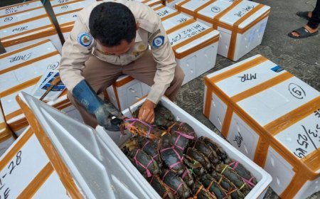 Ekspor Kepiting Kaltim Capai 85,86 Ton,  Sumbang Devisa Daerah RP 13,44 Miliar