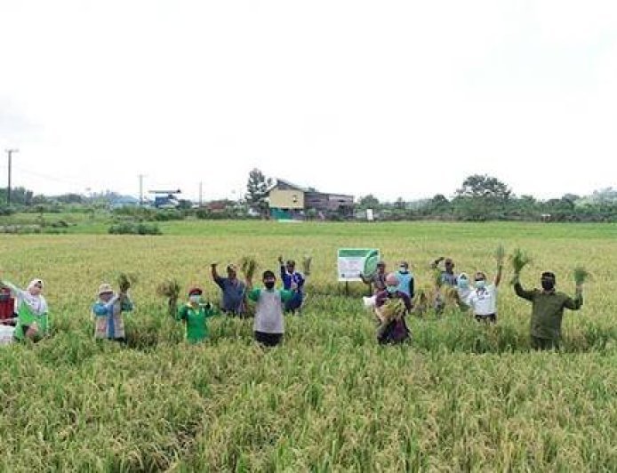 Atasi Kelangkaan Benih, DTPHP Berau Siapkan Padi IR 64 untuk Musim Tanam III