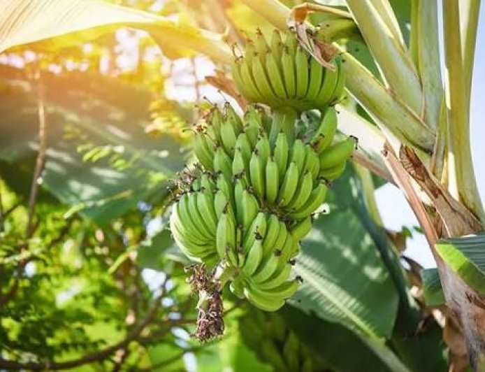 Serangan Layu Bakteri dan Fusarium Ancam Komoditas Pisang Kaltim, Produksi Anjlok Hingga 60 Persen
