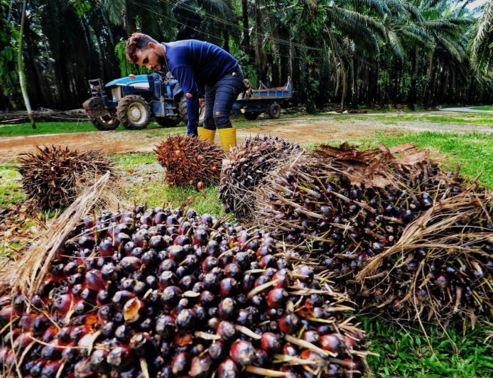 Harga CPO dan Karnel Melesu, Tarif TBS Sawit Kaltim di Oktober Ikut Terkoreksi