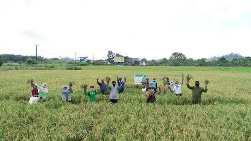 Atasi Kelangkaan Benih, DTPHP Berau Siapkan Padi IR 64 untuk Musim Tanam III