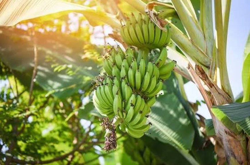 Serangan Layu Bakteri dan Fusarium Ancam Komoditas Pisang Kaltim, Produksi Anjlok Hingga 60 Persen