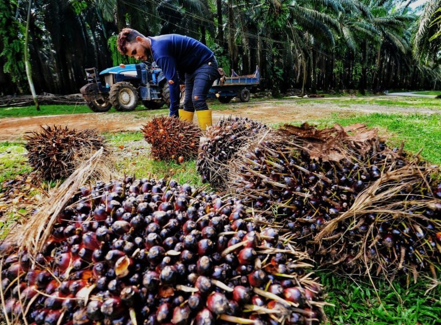Harga CPO dan Karnel Melesu, Tarif TBS Sawit Kaltim di Oktober Ikut Terkoreksi