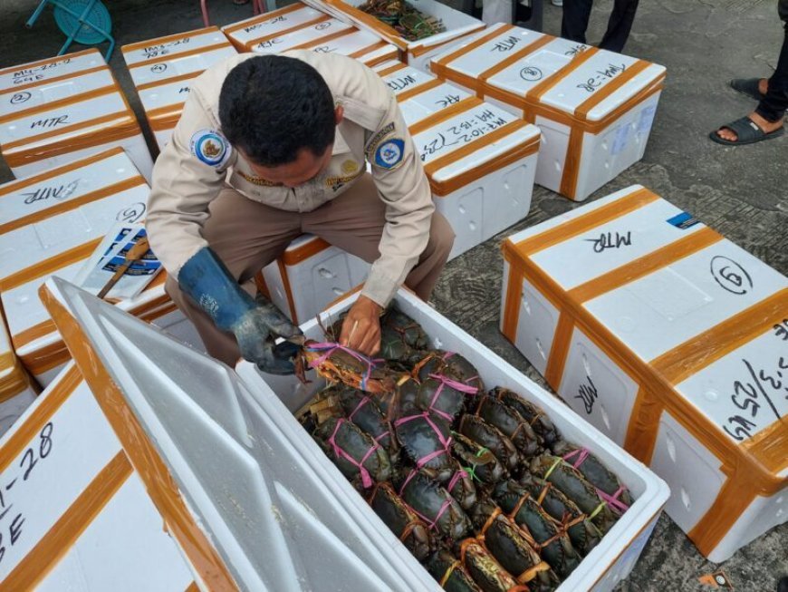 Ekspor Kepiting Kaltim Capai 85,86 Ton,  Sumbang Devisa Daerah RP 13,44 Miliar